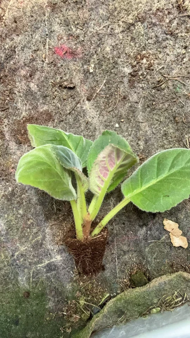 【大岩桐麻点】成品苗