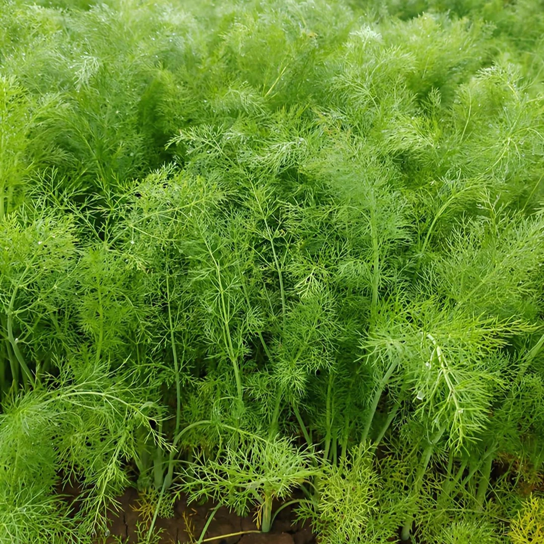 【拍2送1】割茬茴香种子 家庭种植 可盆栽可地栽