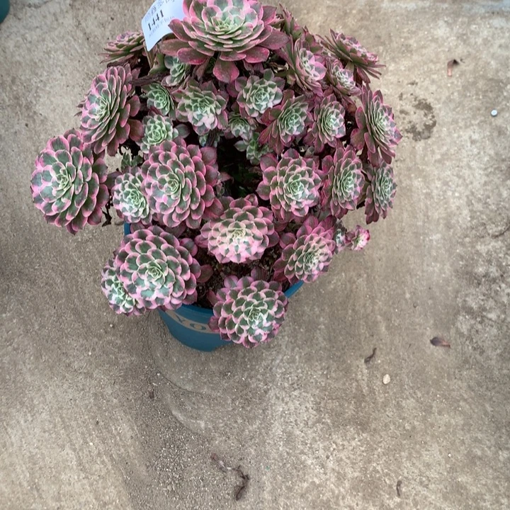 1441霁月多肉植物特价