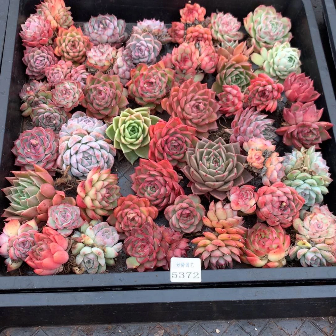 蕾*5372瑕疵不售后特价处理框拍