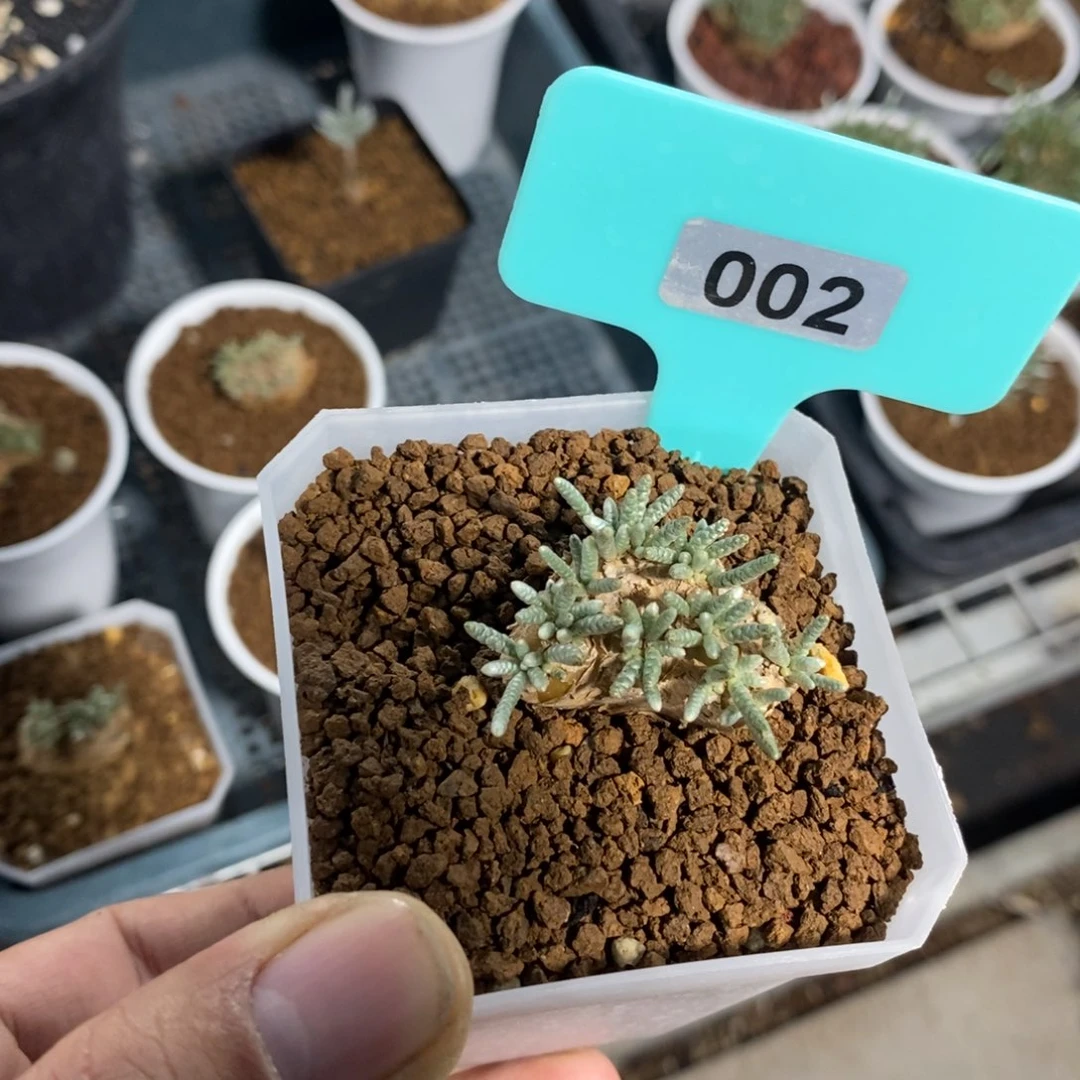 任锦多肉植物一个