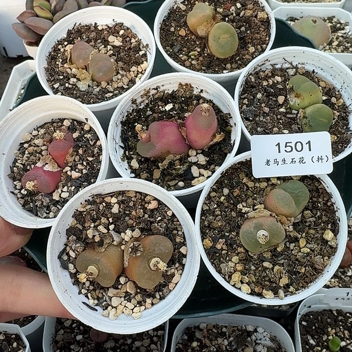 老马生石花双头毛1501