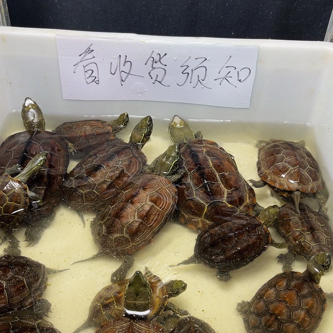 昵***用中华草龟公12345689