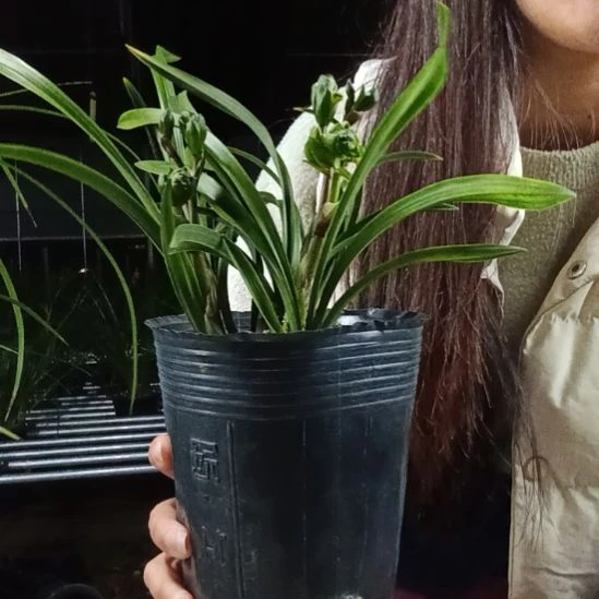 完全开放春兰宝莲灯，2花剑