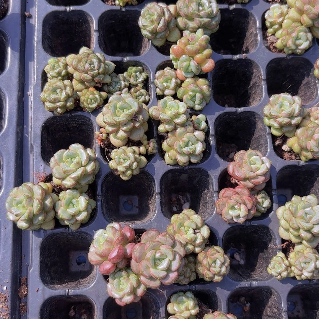 葡萄老桩群一颗量拍