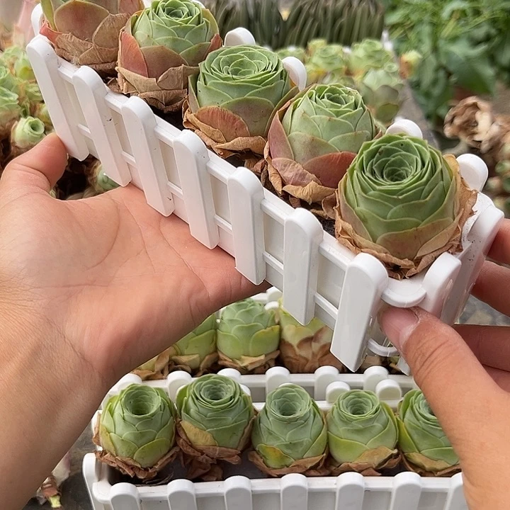 油画玫瑰5个带长盒