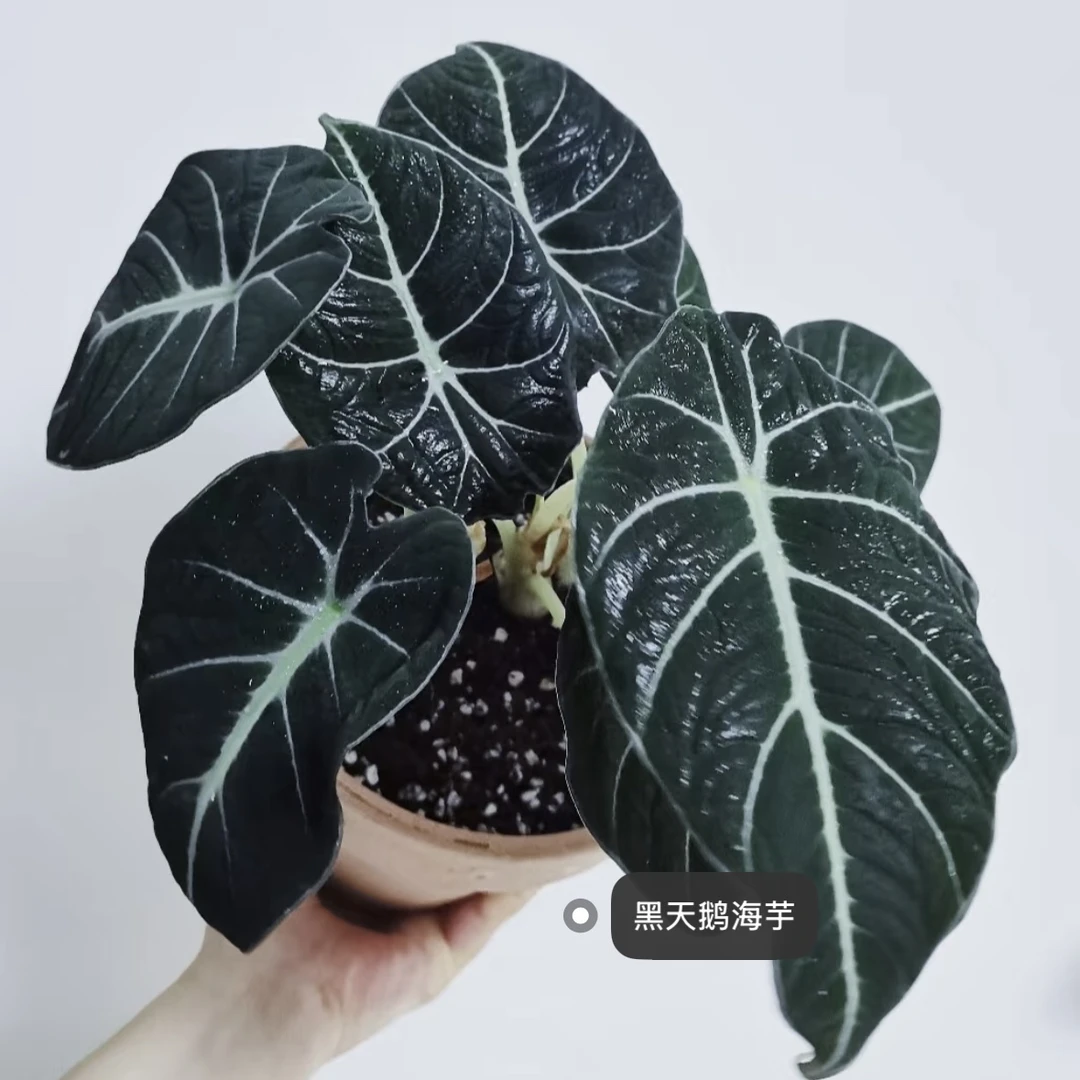 黑天鹅绒海芋盆栽网红绿植绿植盆栽好养耐阴室内吸甲醛四季常青