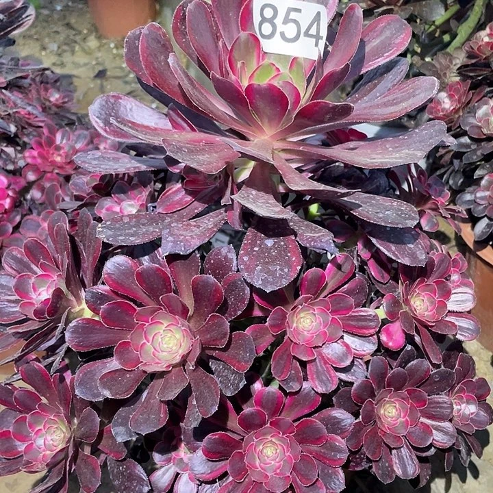 多肉植物法师854丽娜