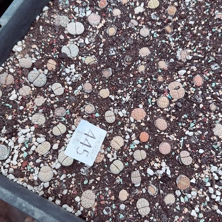 这个点睡一回是为了吃东西445