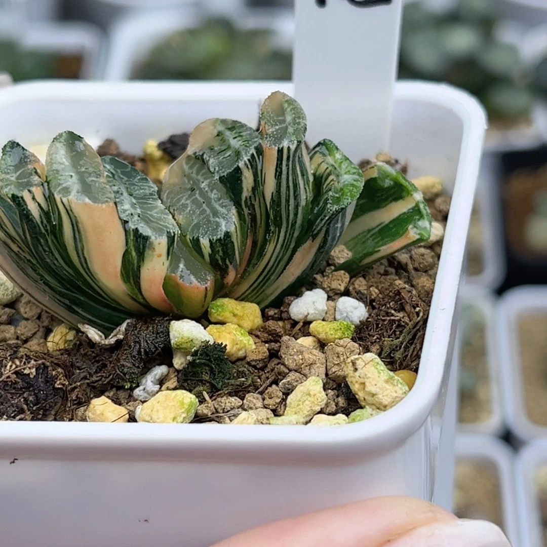 105电影玉扇锦fulizhuanc