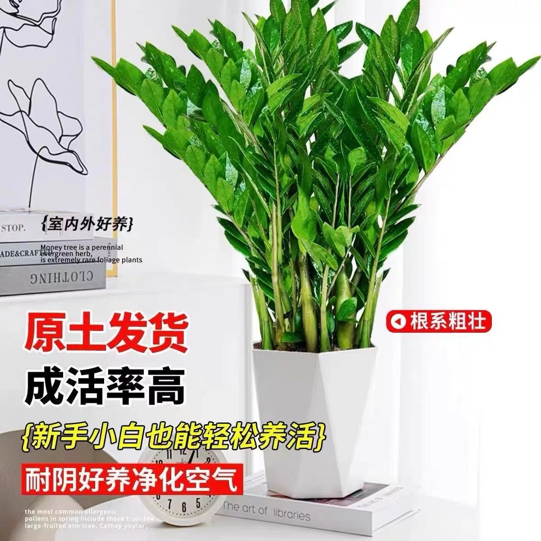 【基地直销】90-100cm老庄金钱树盆栽室内客厅四季常青常绿绿植花卉