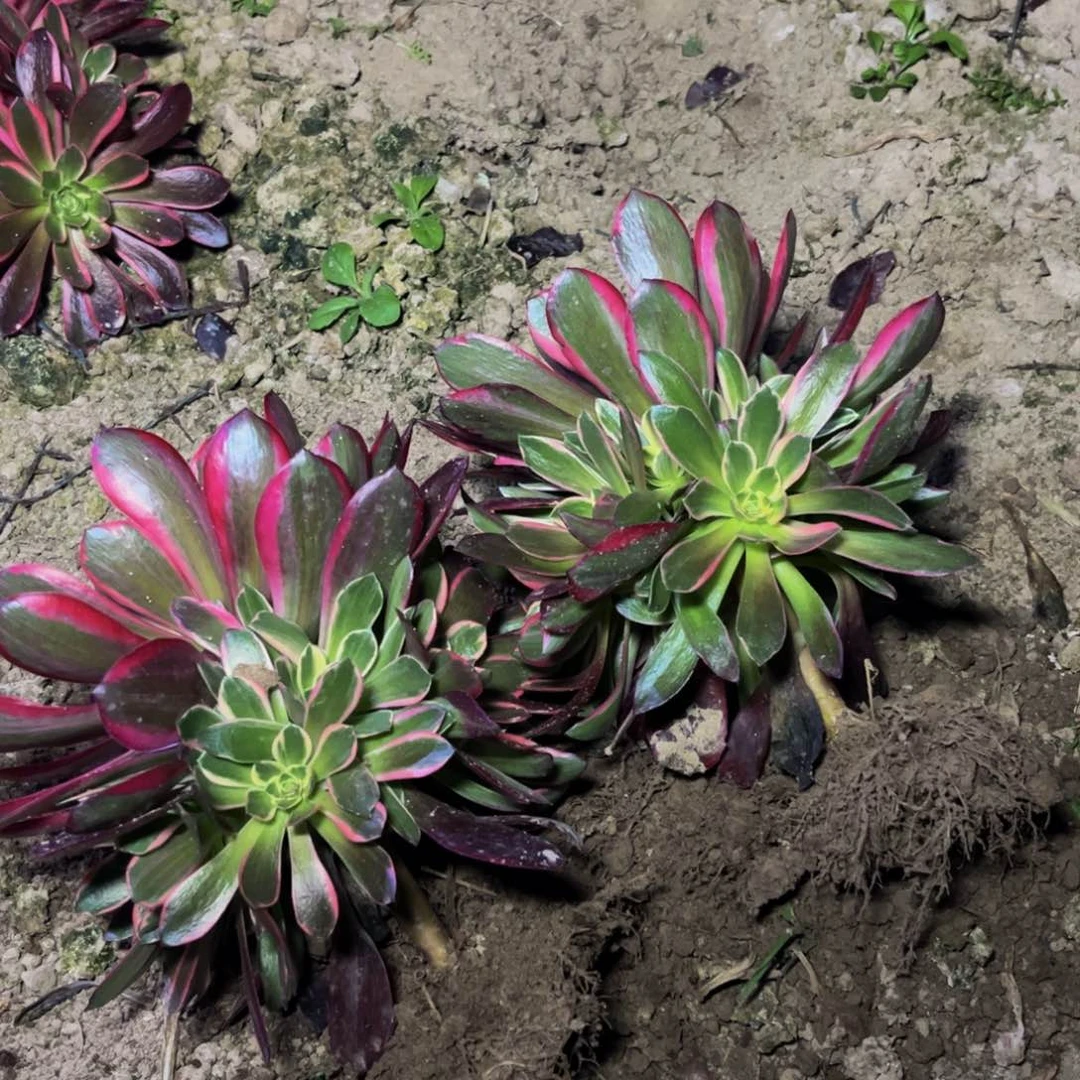 金丝雀多肉植物捧花的