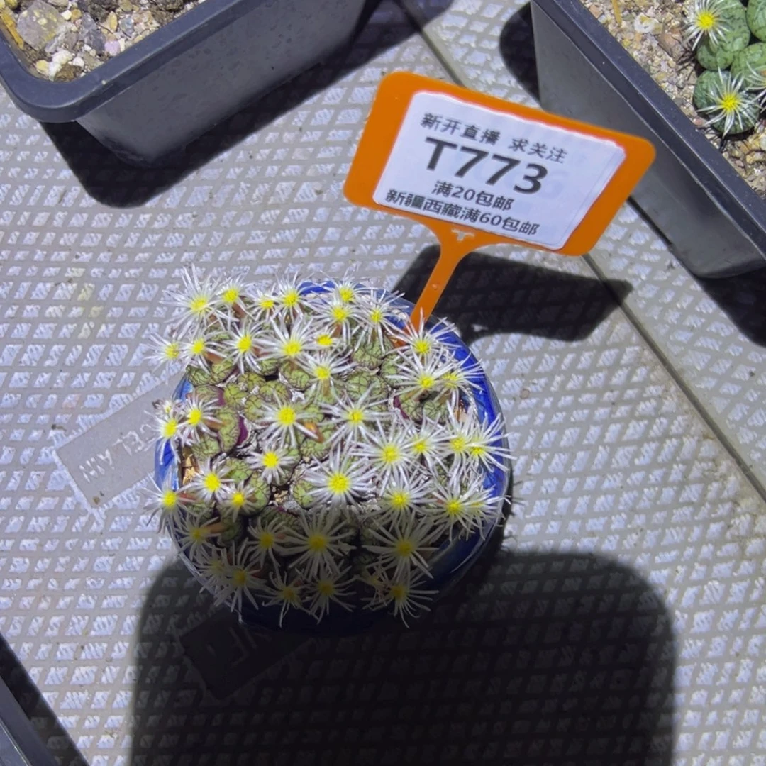 网***女773 一物一拍，默认有伤，介意勿拍，不退不换