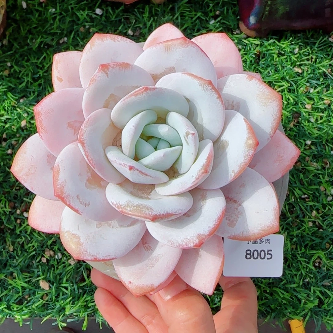 雪茶，8005多肉植物