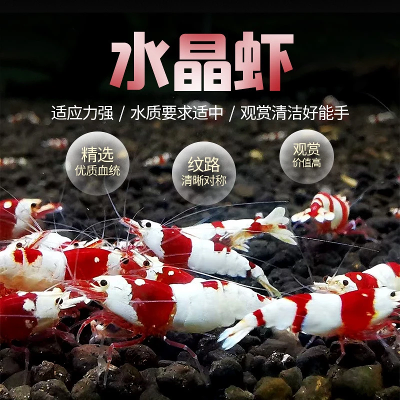 水晶虾观赏虾红白虾黑白虾幼苗成体混捞组观赏宠物虾工具虾送虾粮
