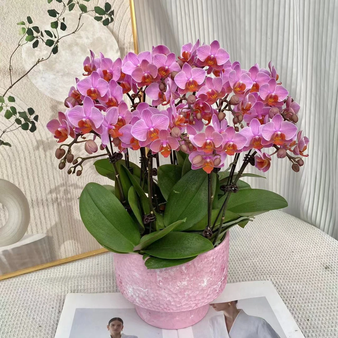 云舍精选<圣罗莎>粉色系蝴蝶兰鲜花绿植 带花带花苞