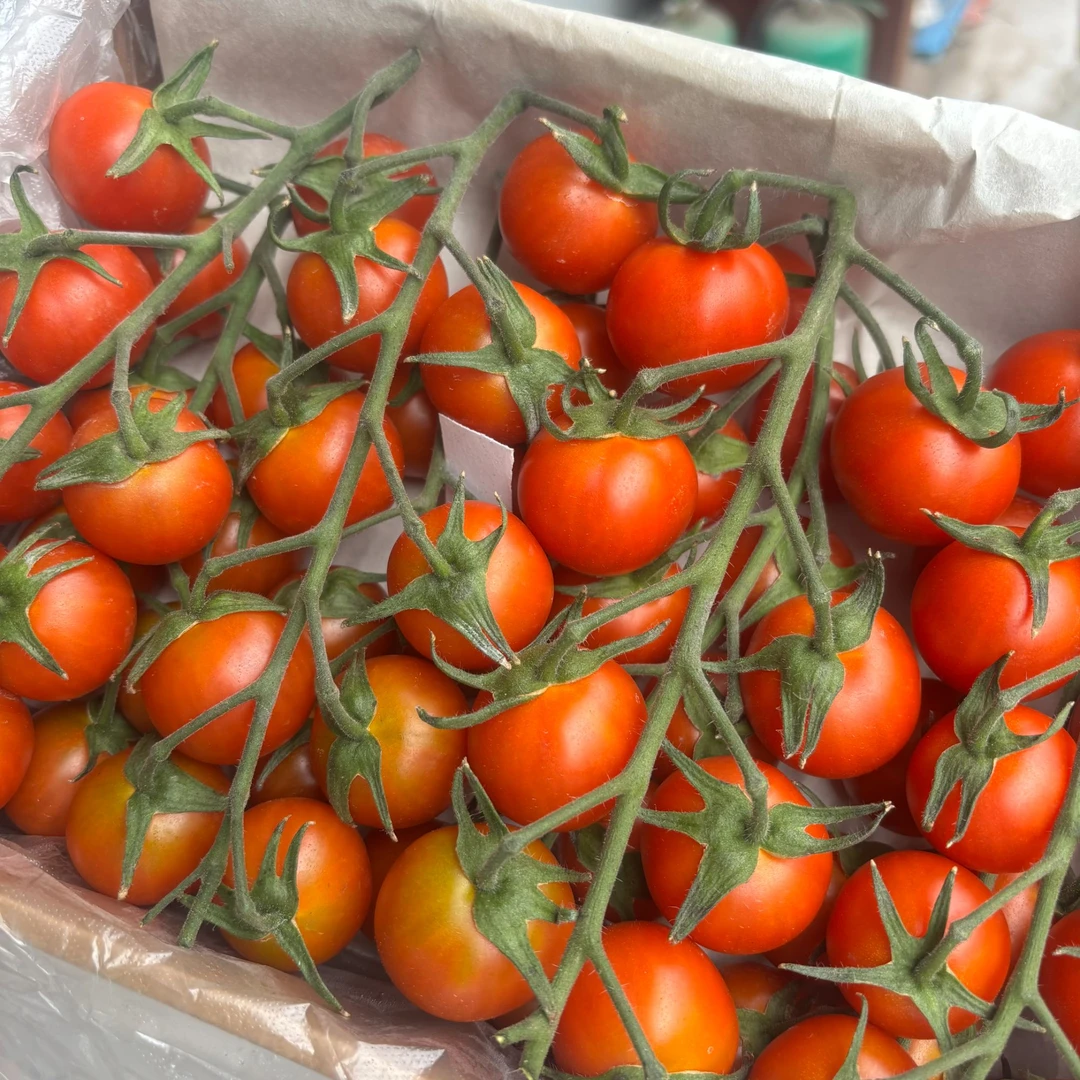 【即时零售】新疆小野菊小番茄串茄礼盒装 番茄味浓郁 2斤新鲜新疆维吾尔自治区