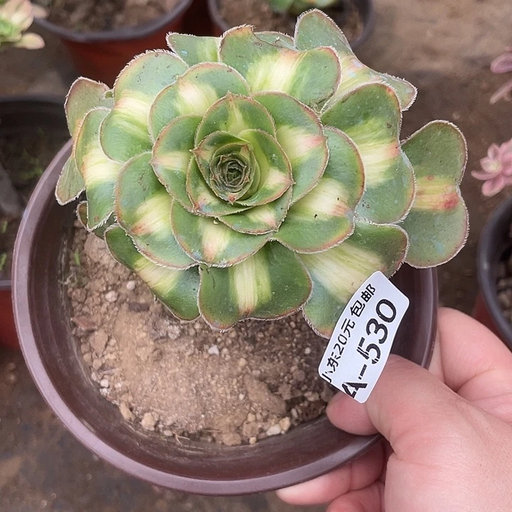 530暴君多肉植物福利