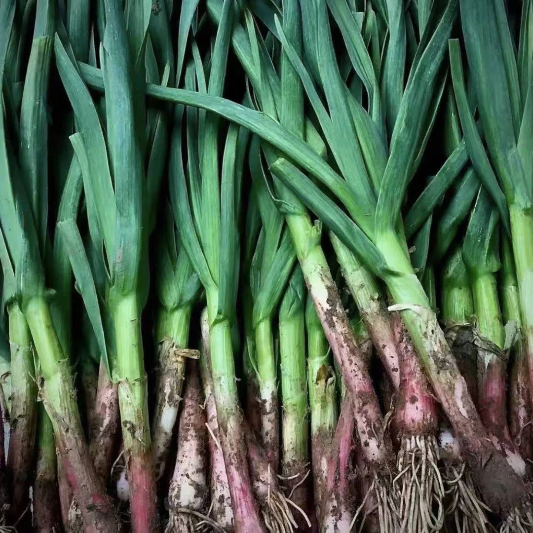 现挖现发红皮蒜苗3斤京东包邮到家