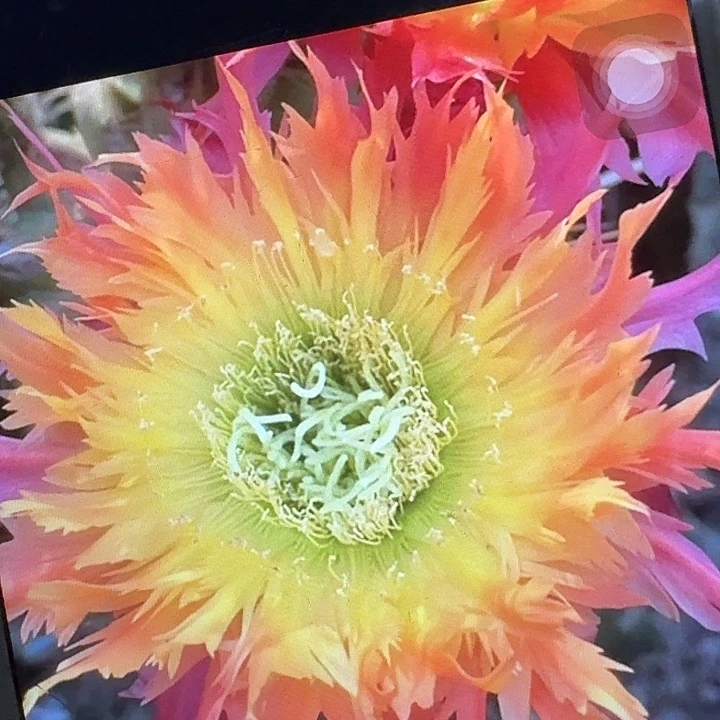 112 侧芽5公分左右毛花柱（20包邮）