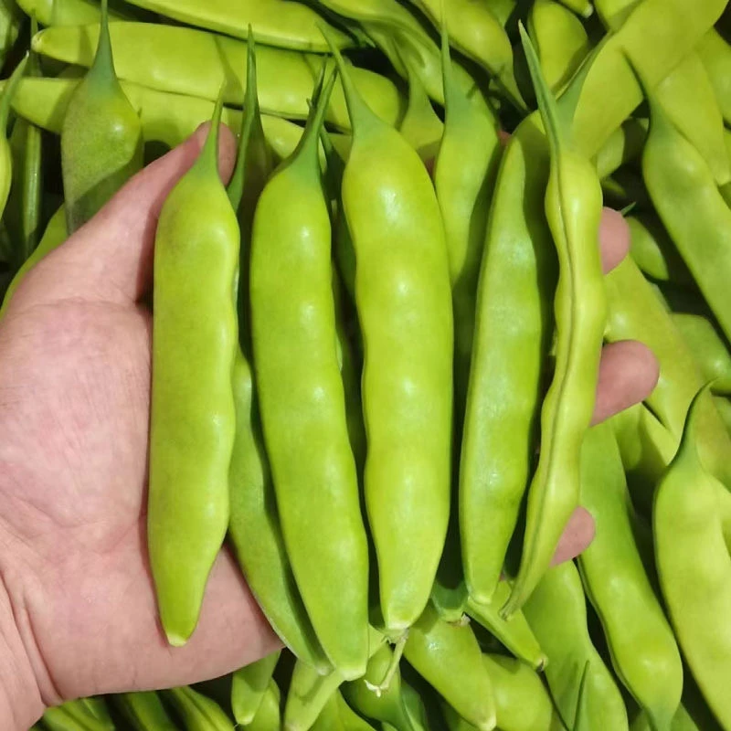 【顺丰】东北九月青油豆角新鲜采摘