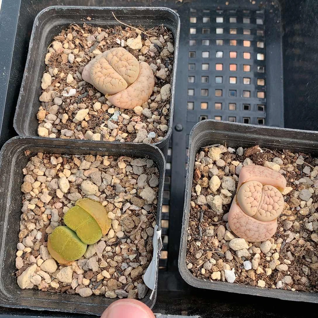 胖****1W127多肉植物保护