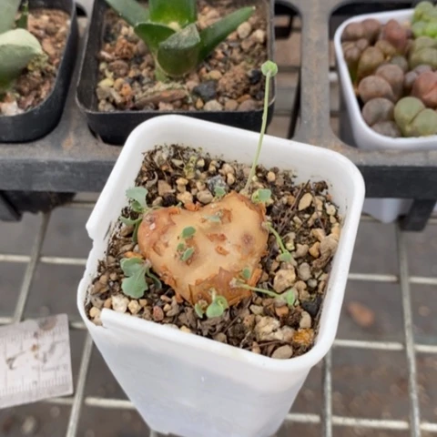 格加厚顿菊2仙人球