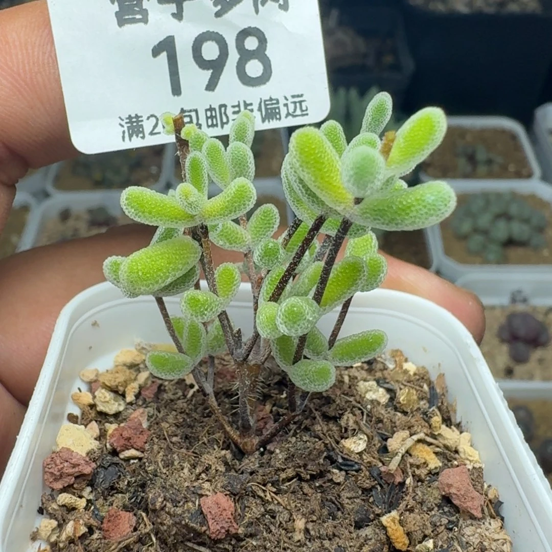 小星星带盆土