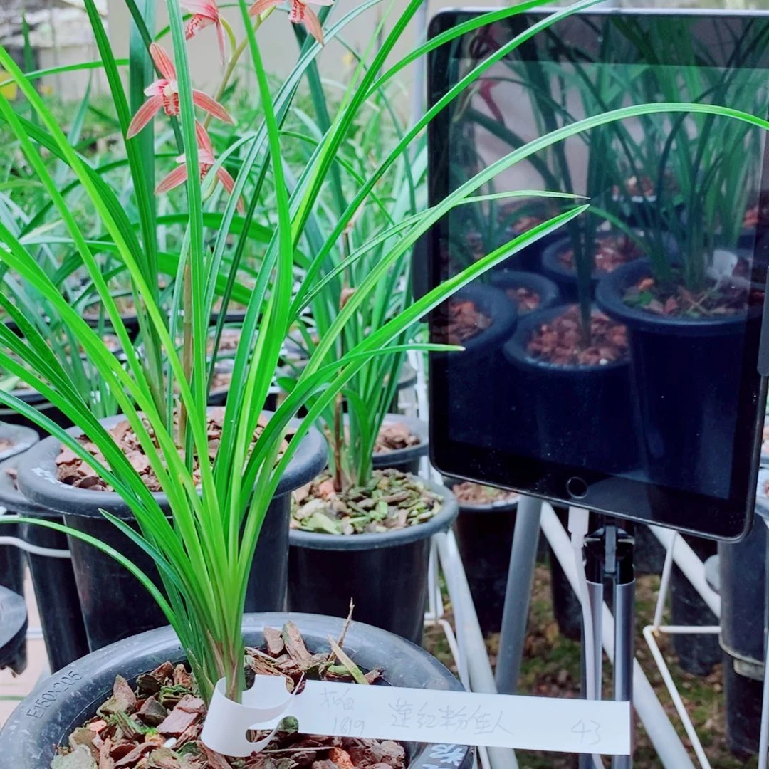 当前无花栽培后可以开花建