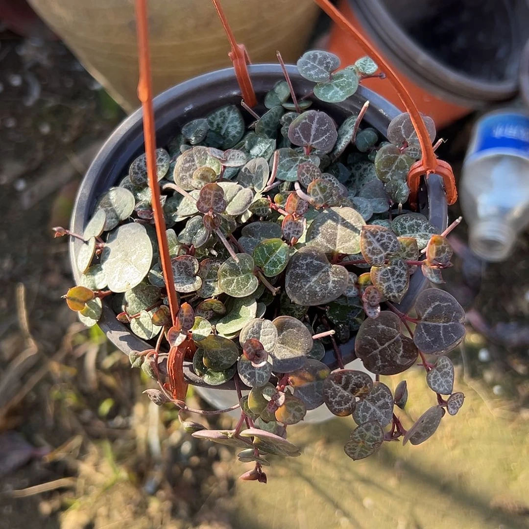 多肉植物带盆爱之蔓