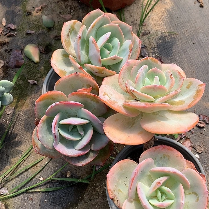 无花朵红**叶多肉植物12222
