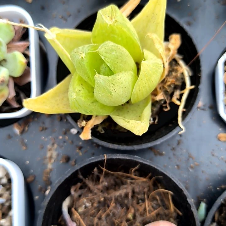 黄金菊，满5元包邮，