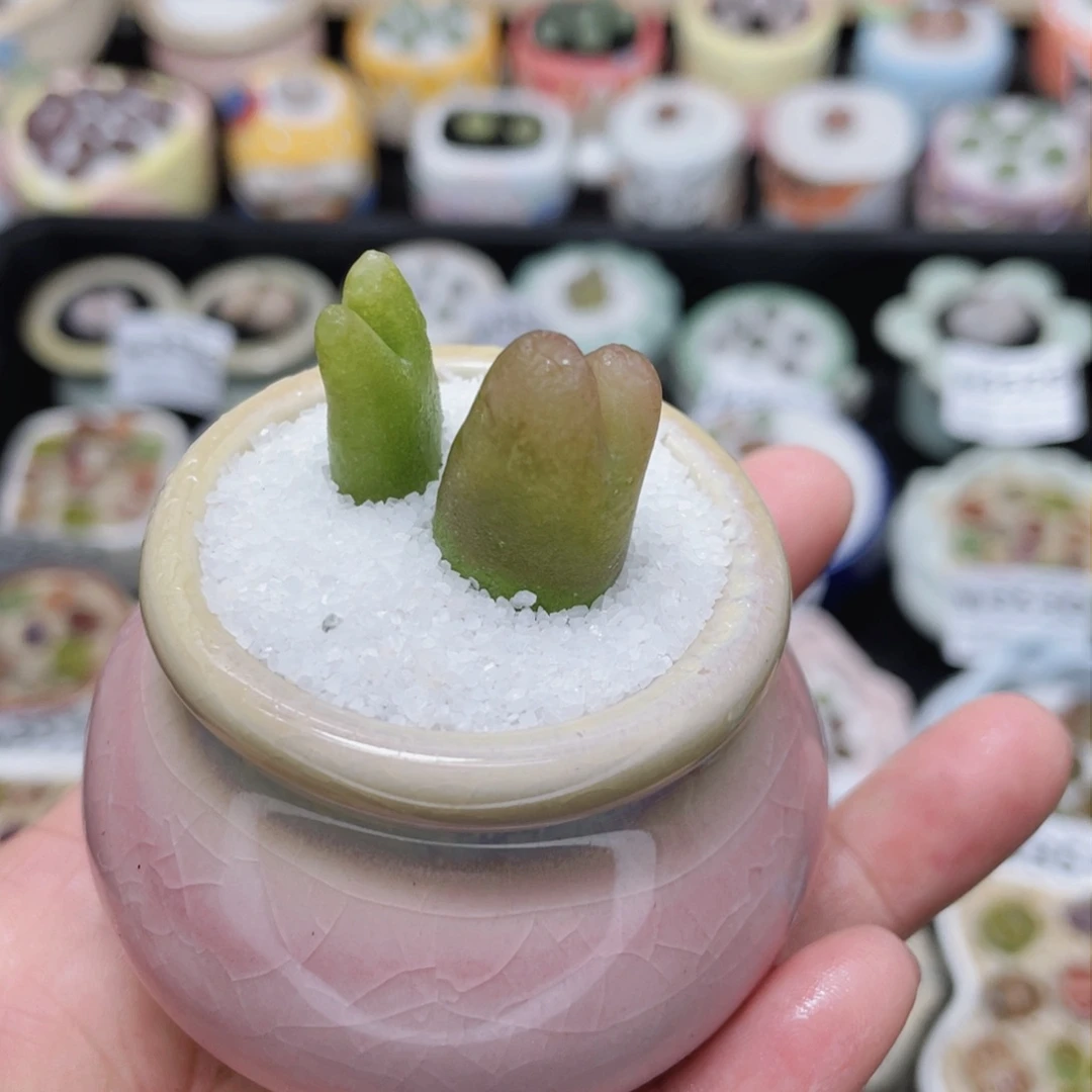 w3546 -零下地区拍保温箱-15支持寄养