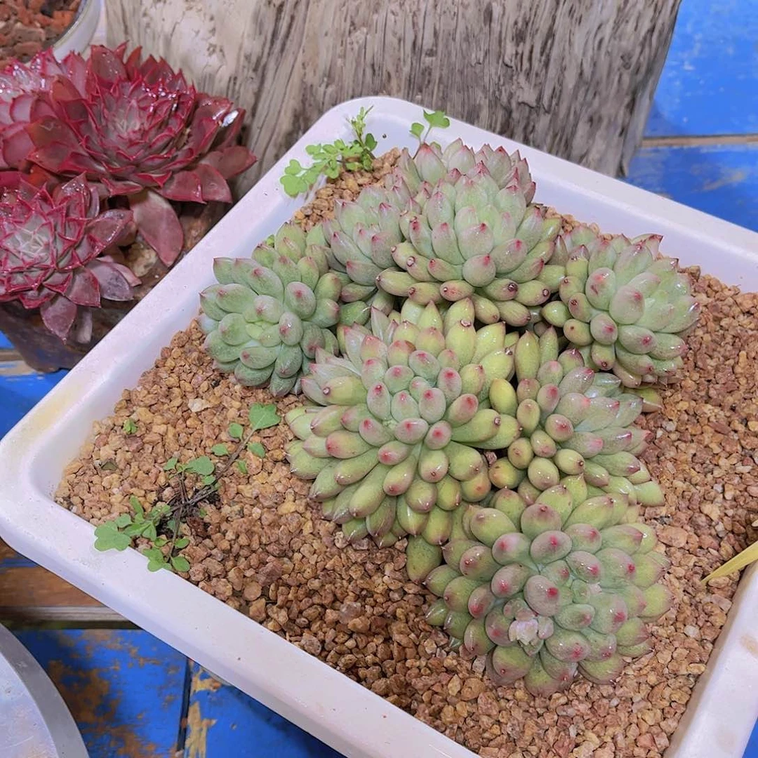 红陶无*多肉植物保护研究所