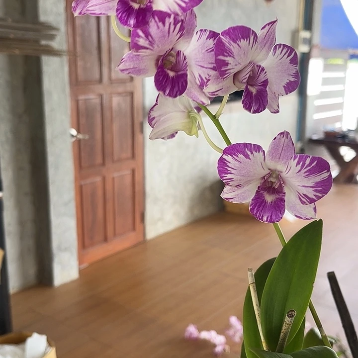 当前无花朵，栽培后可花朵泰国美人量拍