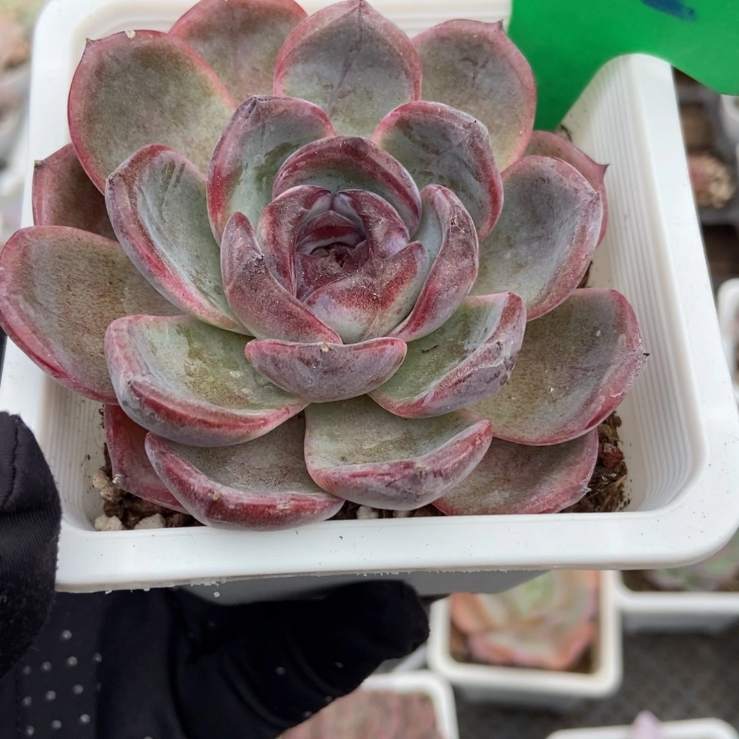 842黑橙多肉植物多肉