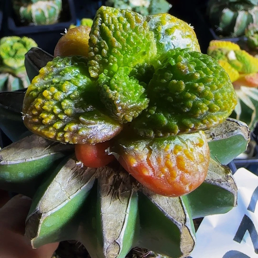 X*@哥锦220仙人球开花