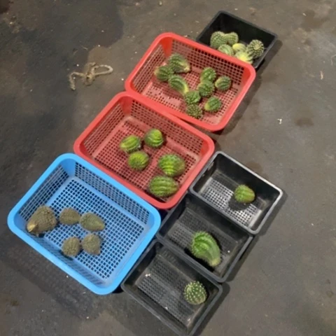 无花朵7颗组彩草仙人球