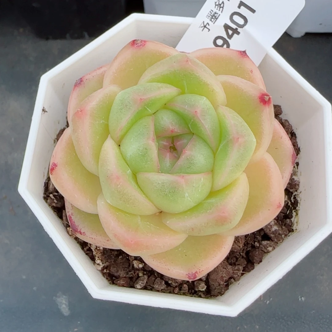 M100，9401多肉植物