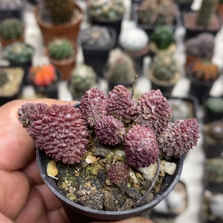 朱子玉特价福利包邮