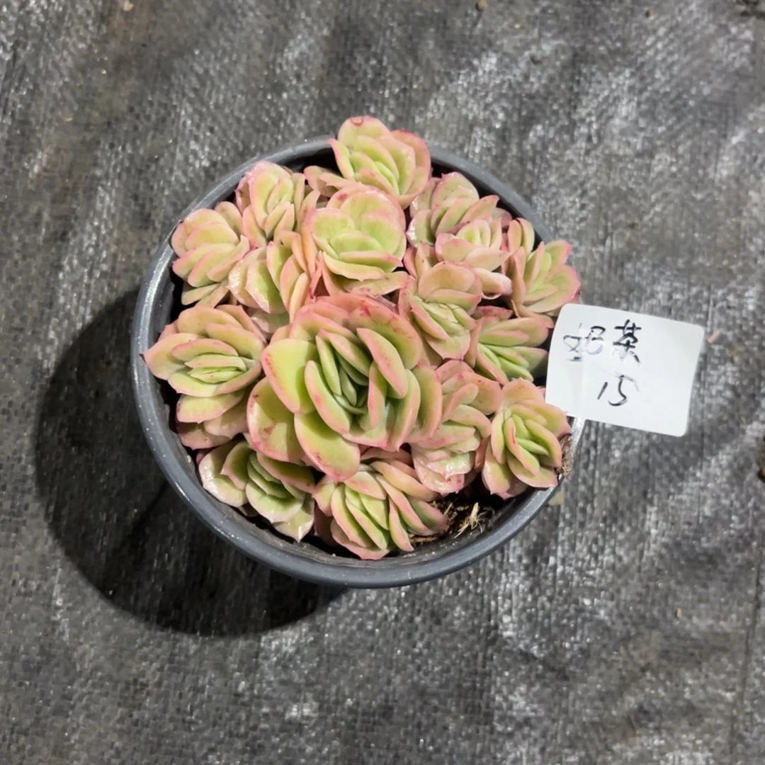 奶*?冰玫瑰锦多肉植物