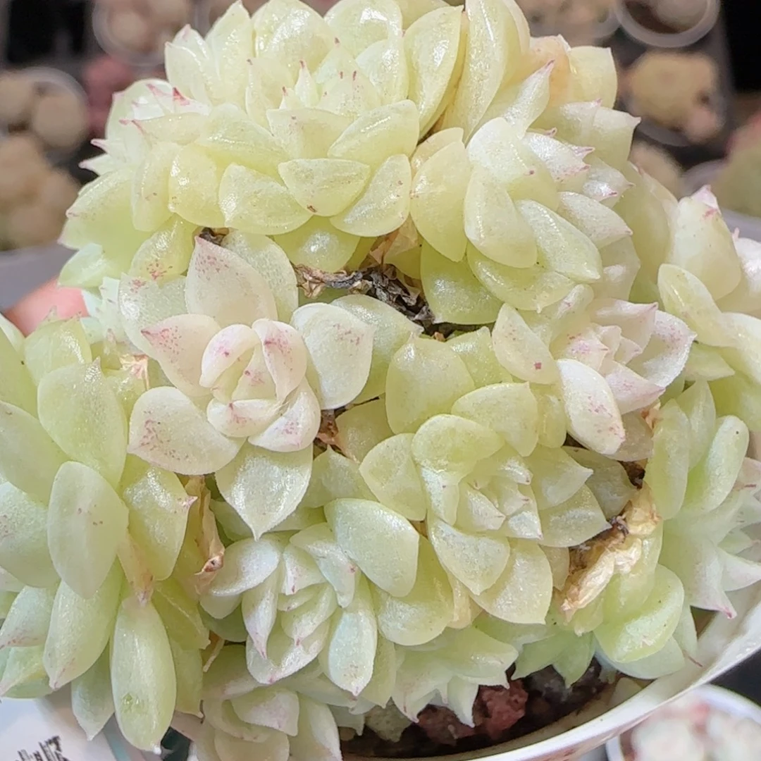 花语多肉1229-204魔仙散