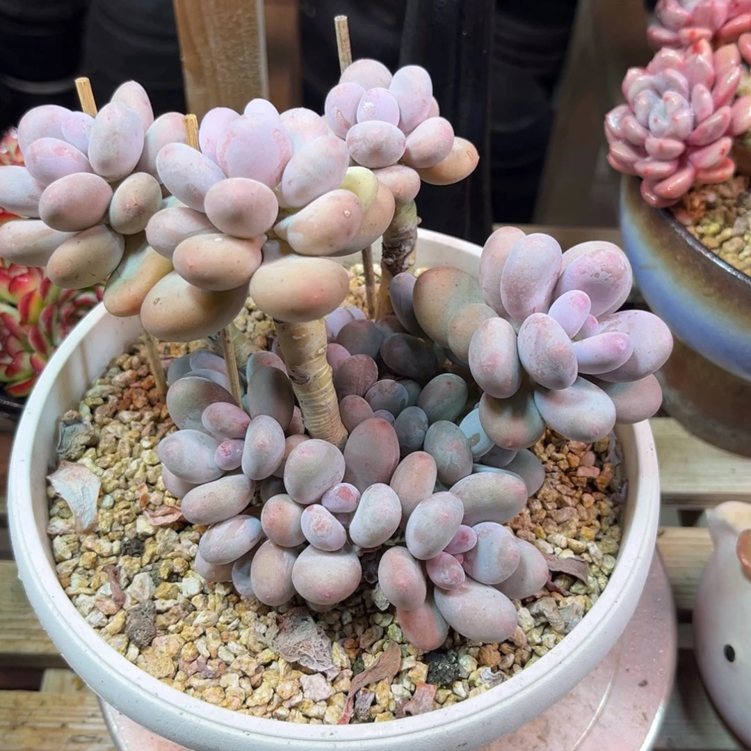 奶wodeyajinjinjinni