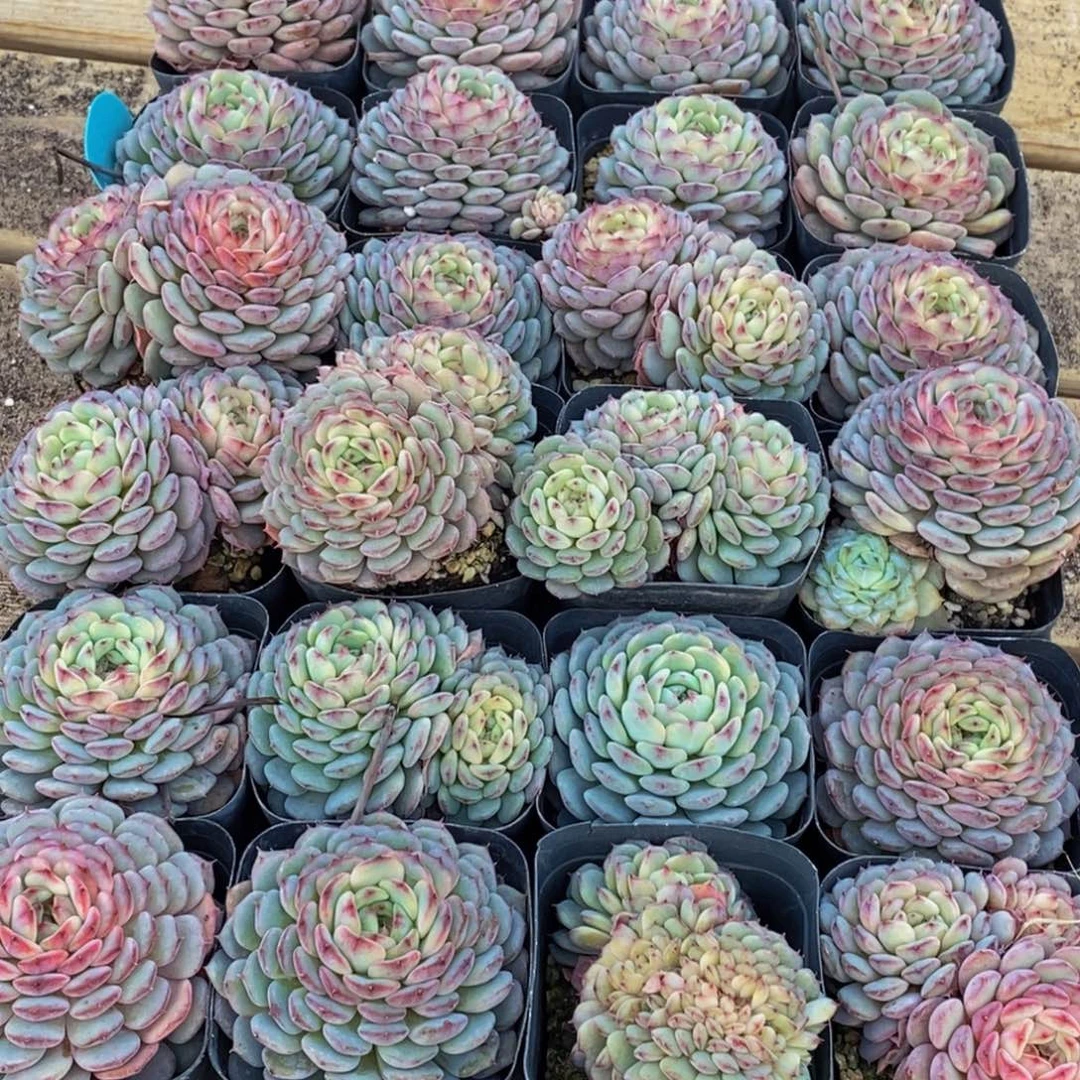 后**?139多肉植物保护研究所所长助理研究员