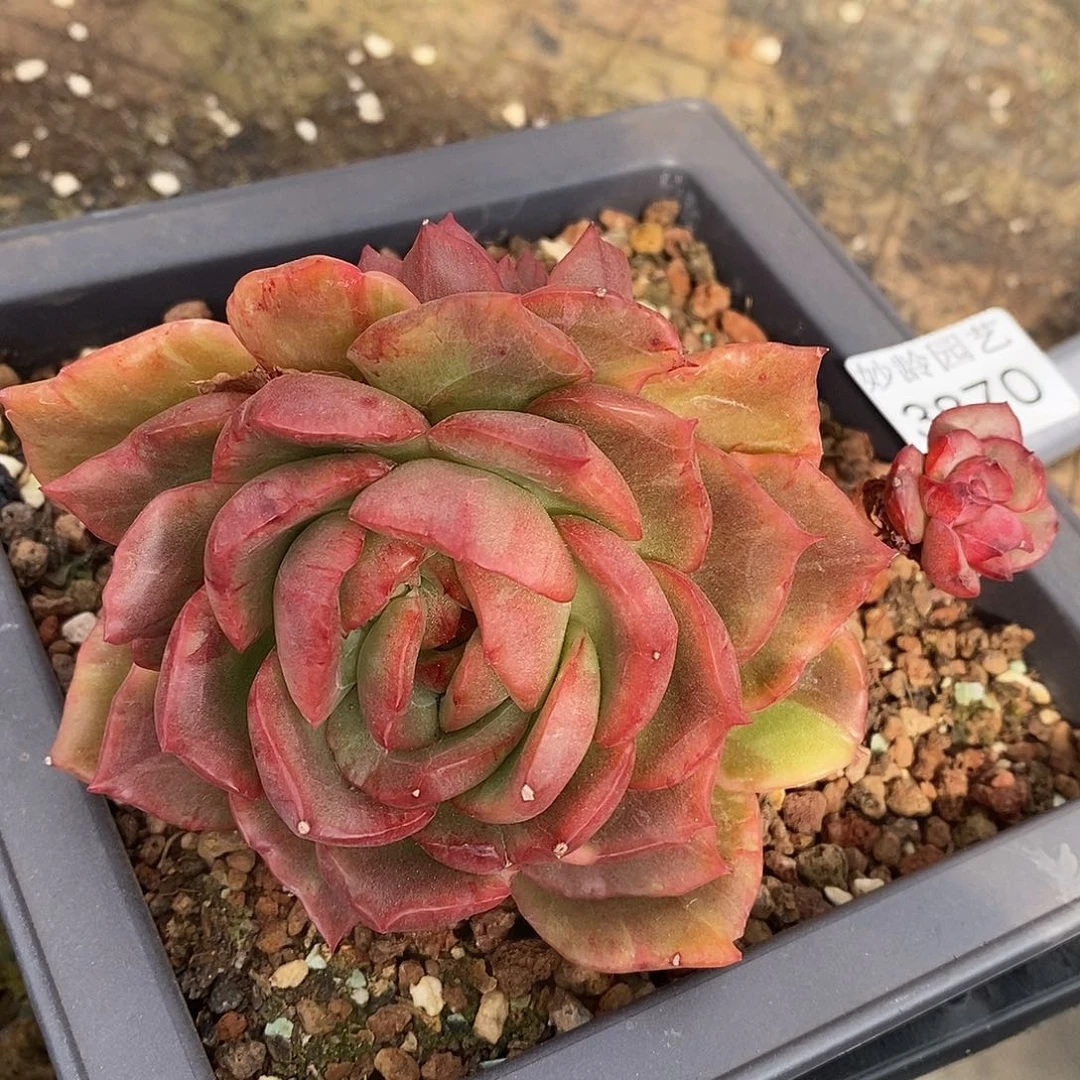 3870开播福利～10厘米