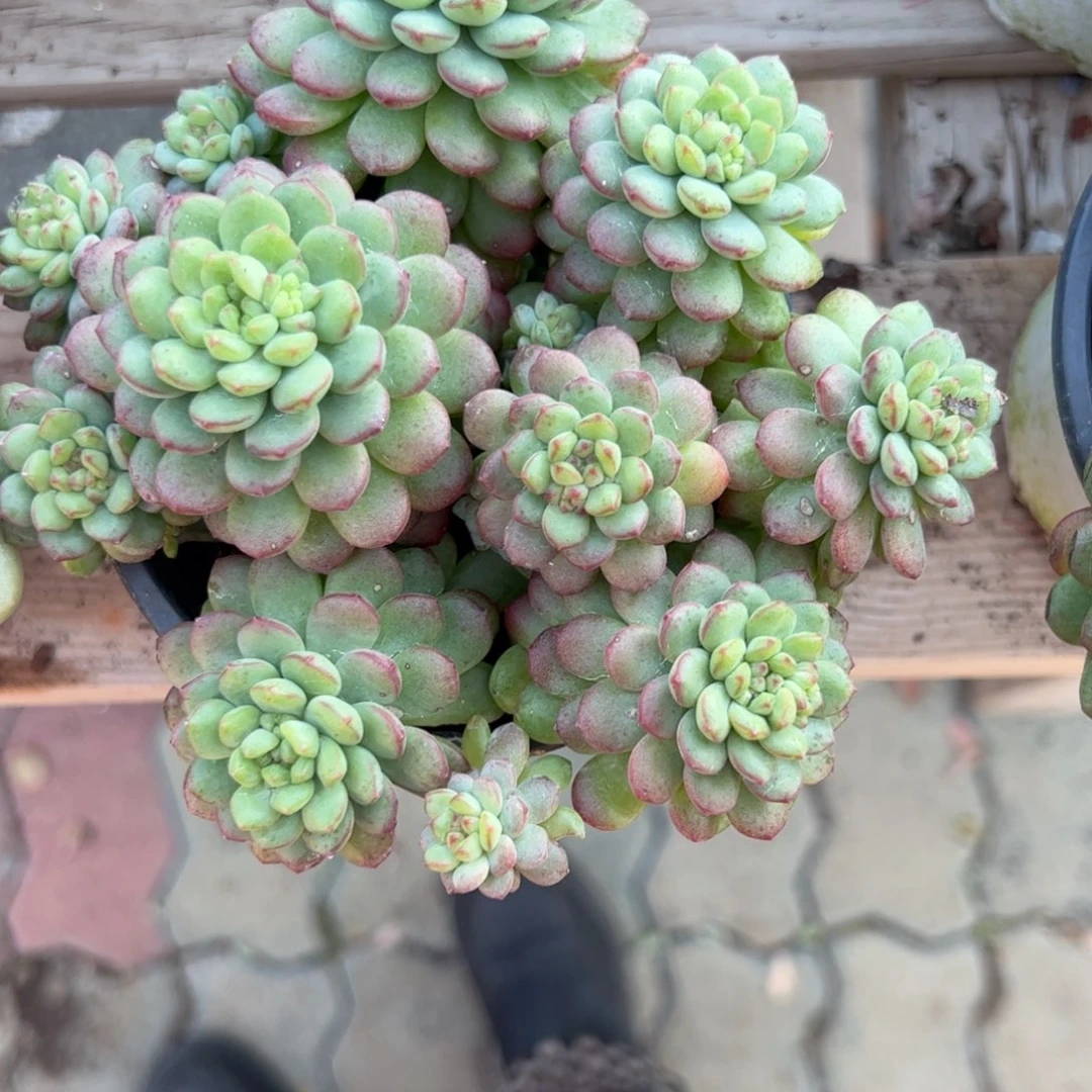 草莓奶昔多肉植物精品