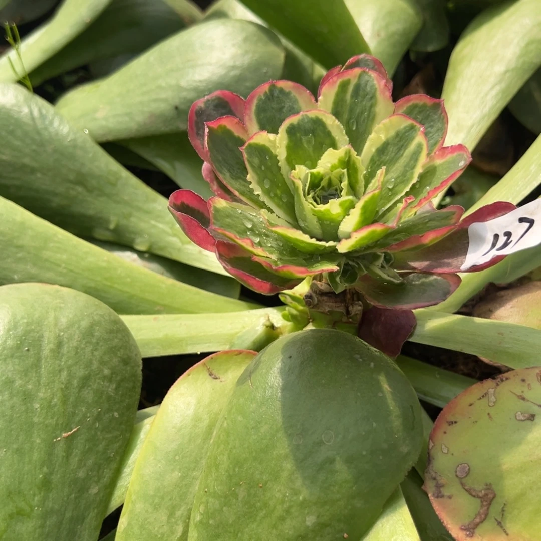 127凤穿牡丹嫁接多肉