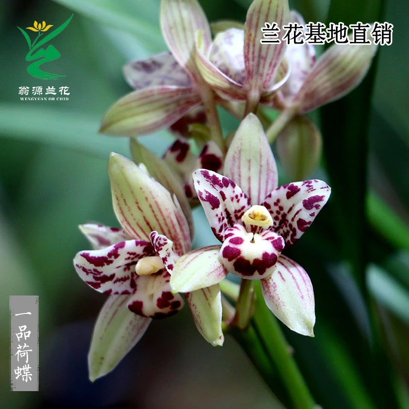 翁源兰花四季建兰铭品一品荷蝶三星蝶瓣花好易养浓香室内花卉绿植