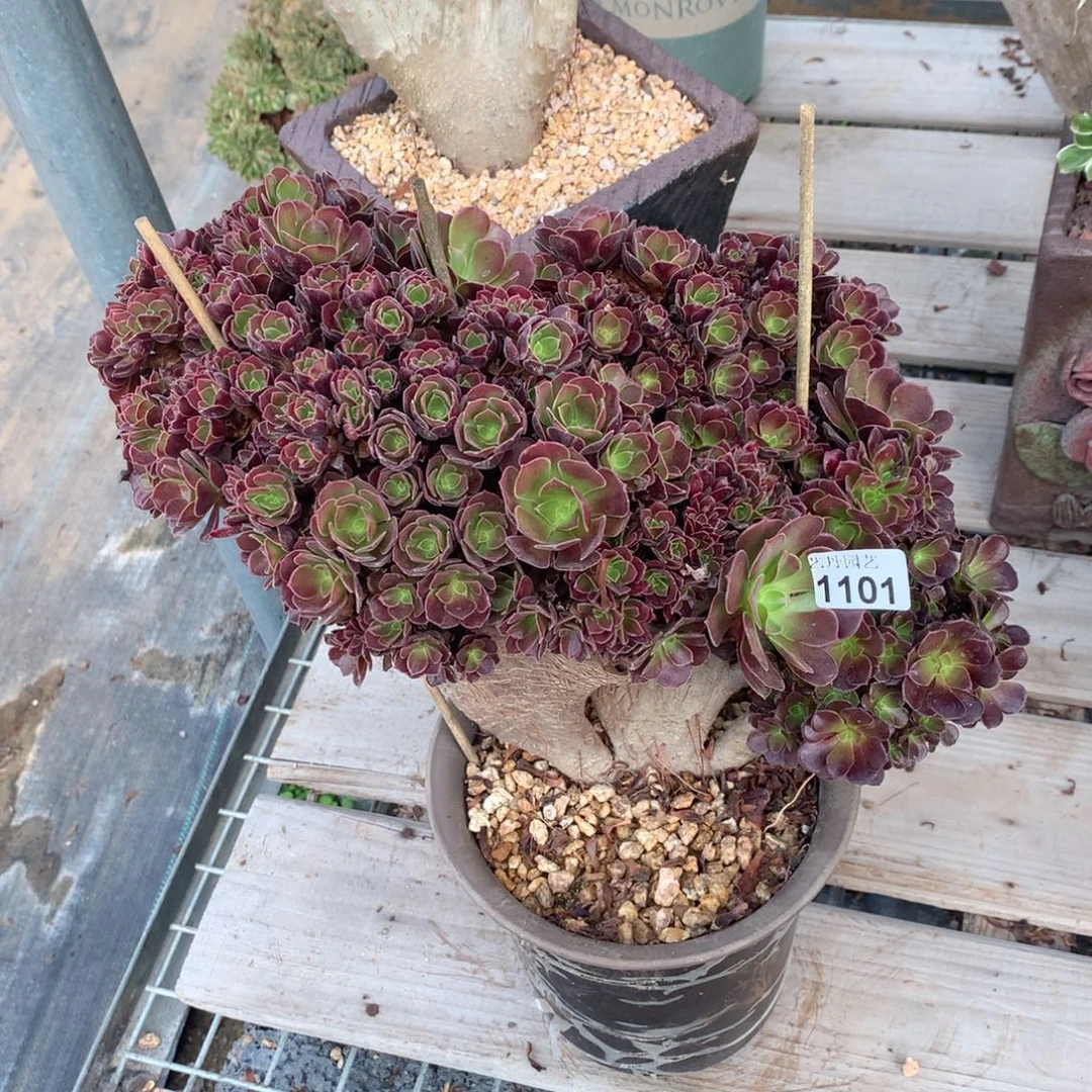 1101欧紫朵朵一颗颗