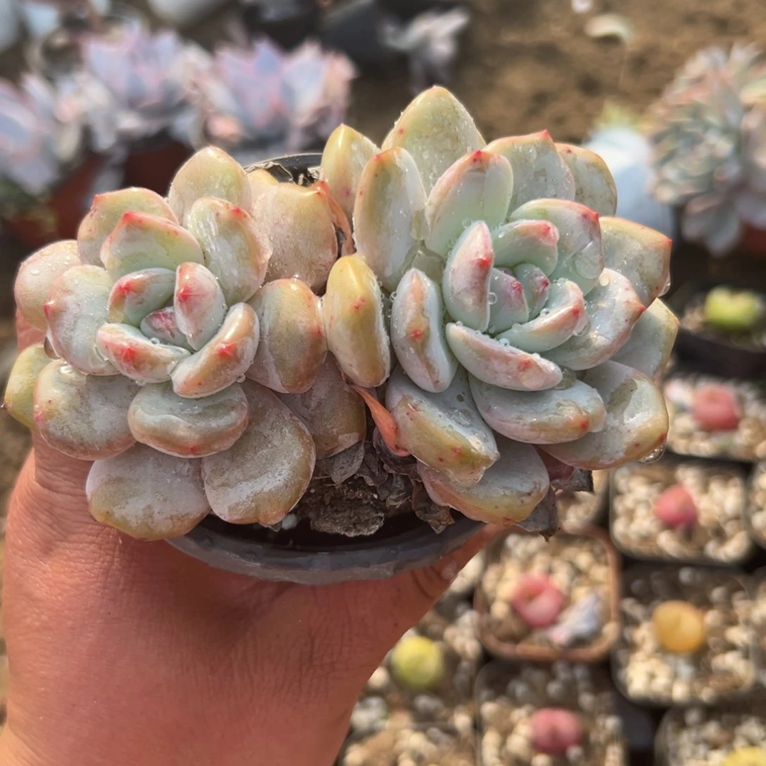 多肉植物多肉植物